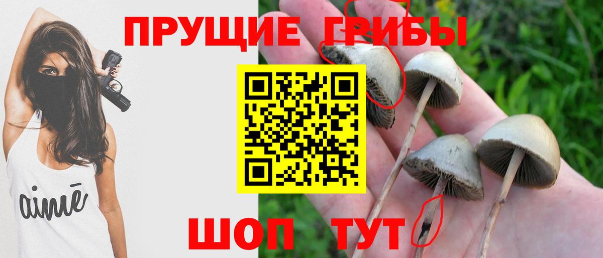 Галлюциногенные грибы Psilocybine cubensis Котельники
